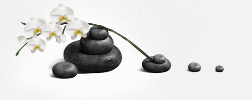 orchidea